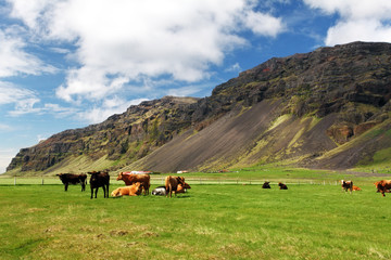 Cow on green meadow in Iceland
