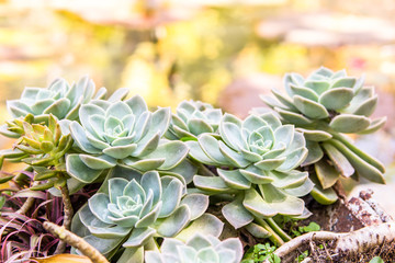 Crasulaceae Houseleek Plant