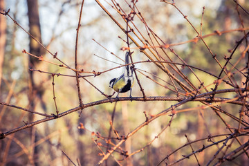 Great tit is sitting back on a branch