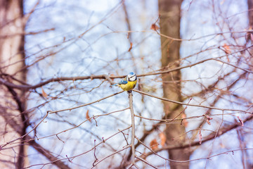 Little Blue Tit on the branch (Eurasian Blue Tit)