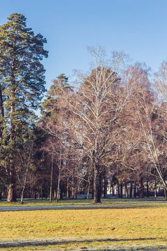 Sunny morning winter park landscape