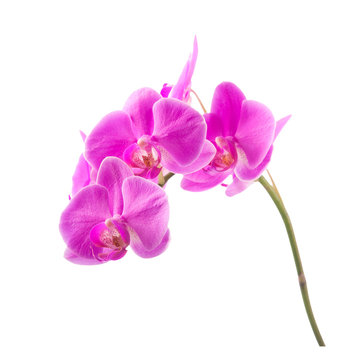 Purple orchid. Isolated with a white background