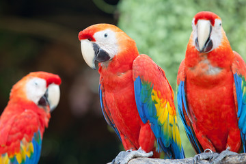 scarlet macaw
