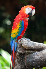 scarlet macaw