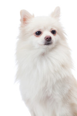 White pomeranian portrait