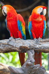 scarlet macaw