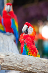 scarlet macaw