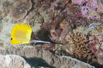 Angel yellow fish