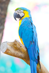 scarlet macaw