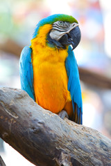 scarlet macaw © jeep5d