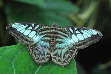 Blue butterfly with wings outstretched on a large leaf