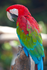 scarlet macaws