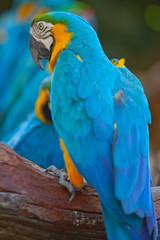 scarlet macaws