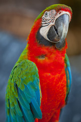 scarlet macaws