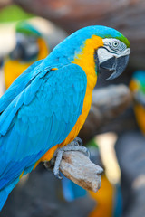 scarlet macaws