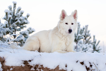 Berger Blanc Suisse Shepherd dog