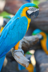 scarlet macaws