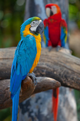 scarlet macaws © jeep5d