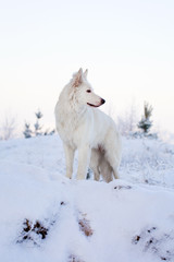 Berger Blanc Suisse Shepherd dog