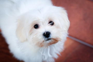 White Puppy Maltese dog