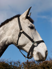Horse Head Shot