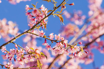 sakura