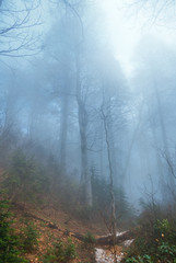 forest in a blue mist