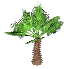 cartoon image of palm tree