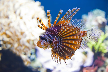 Colorful tropical fish under water