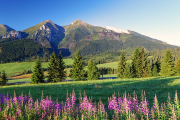 Fototapeta premium Piękna góra panorama z kwiatami - Słowacja