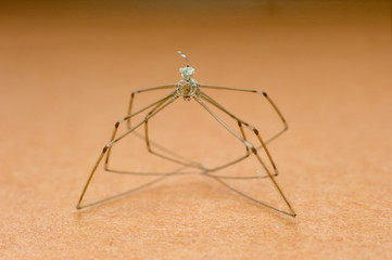 long legged spider in closeup