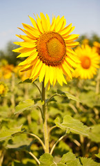 Fototapeta premium Yellow sunflower on field