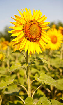Yellow sunflower on  field