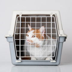 Red and white cat inside plastic cage on white background. - 61025151