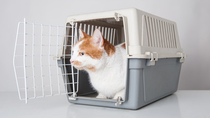 Red and white cat inside plastic cage on white background. - 61025190