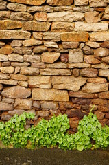 Hintergrund Bruchsteinwand mit Bewuchs