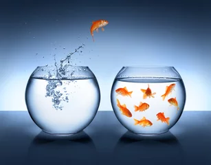 Fotobehang goldfish jumping out of the water - alliance concept © Romolo Tavani