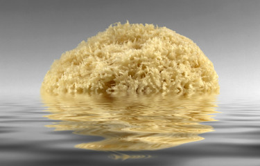 sinking yellow natural sponge