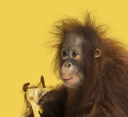 Close-up of a young Bornean orangutan eating a banana