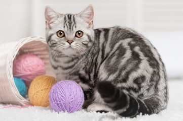 Fototapeta na wymiar Cat in a basket with balls of yarn