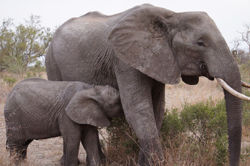 Fototapeta na wymiar Elefanten