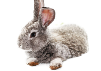 Gray rabbit