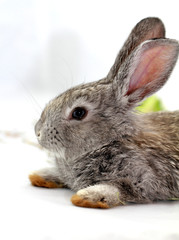 Gray rabbit