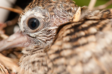 Baby bird's eye