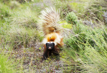 Patagonian hog-nosed skunk