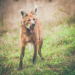 Loup à crinière