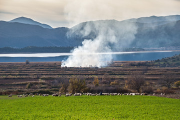 Rural landscape with sheep at Prespes Lakes in northern Greece