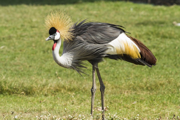 Fototapeta premium African-Crowned Crane