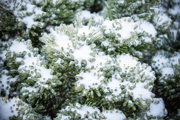 Pine branches covered with ice