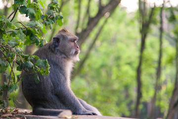 Monkey meditating in park